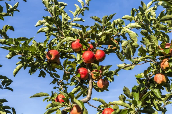 Красные яблоки растут на ветке против голубого неба — стоковое фото