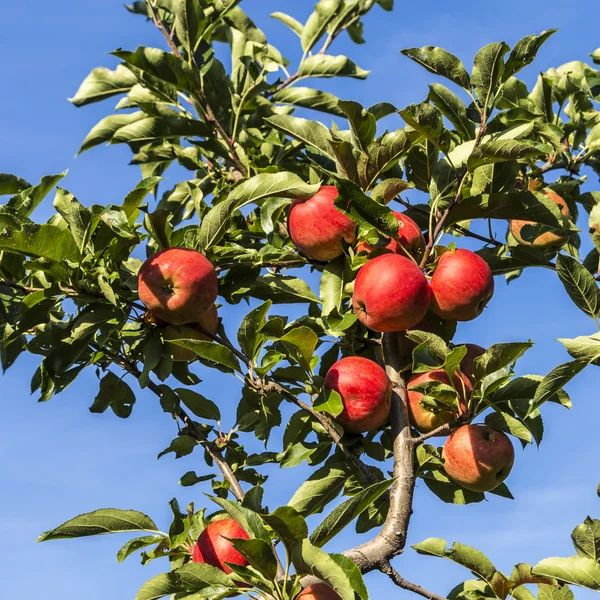 Rote Äpfel wachsen auf einem Ast vor blauem Himmel — Stockfoto