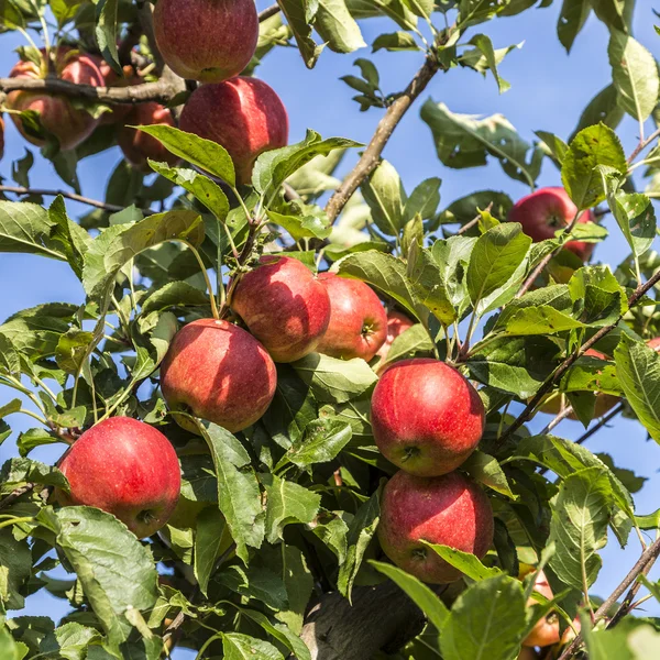 Красные яблоки растут на ветке против голубого неба — стоковое фото