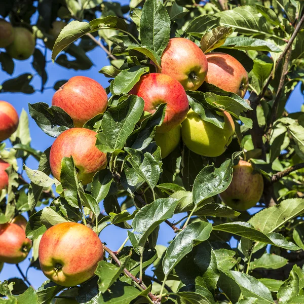 Червоні яблука ростуть на гілці на тлі блакитного неба — стокове фото