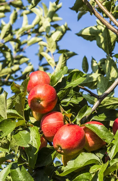 Mavi gökyüzü karşı dal Kırmızı elma büyümek — Stok fotoğraf