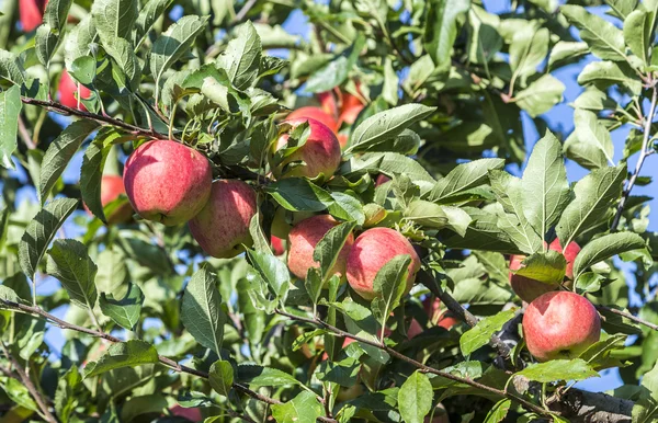 Red apples grow on a branch against blue sky — Stock Photo, Image