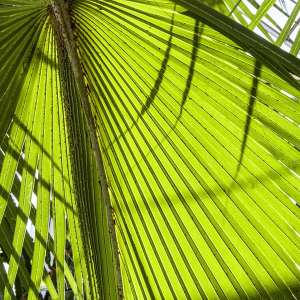 Groene palm laat in de natuur — Stockfoto