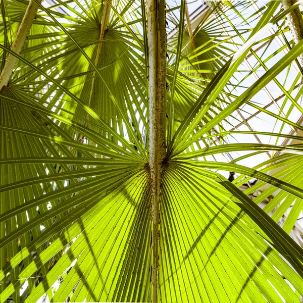 Groene palm laat in de natuur — Stockfoto