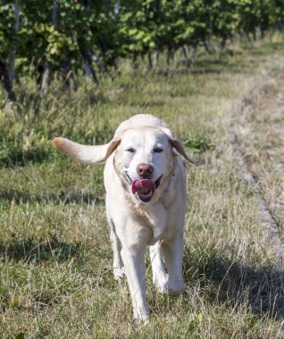 labrador köpek vinyards sahiptir