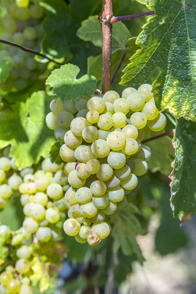 Cacho de uvas verdes em videira antes da colheita — Fotografia de Stock