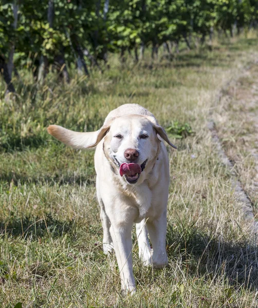 Labrador cão goza de vinhedos — Fotografia de Stock