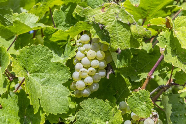 Grappolo di uva verde sulla vite poco prima della vendemmia — Foto Stock