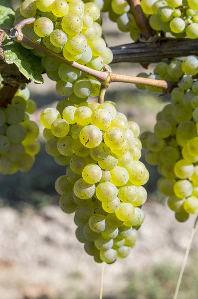 Пучок зеленого винограду на винограднику прямо перед збиранням врожаю — стокове фото