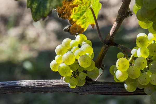 Grappolo di uva verde sulla vite poco prima della vendemmia — Foto Stock