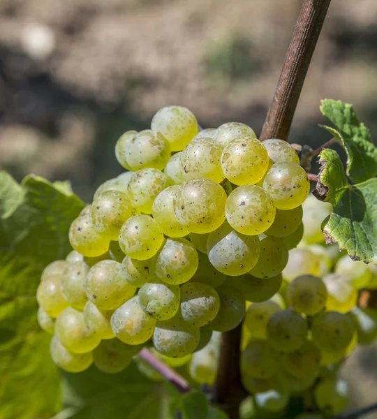 Cacho de uvas verdes em videira antes da colheita — Fotografia de Stock