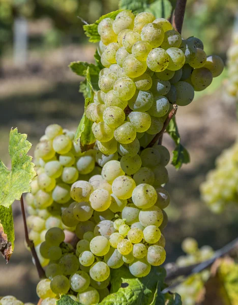 Grappolo di uva verde sulla vite poco prima della vendemmia — Foto Stock