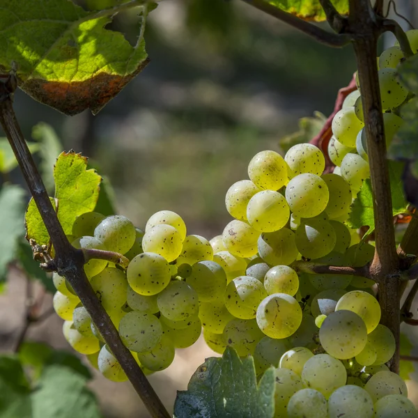 Zöld szőlőfürt, szőlő, szüret előtt — Stock Fotó