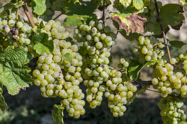 Cacho de uvas verdes em videira antes da colheita — Fotografia de Stock