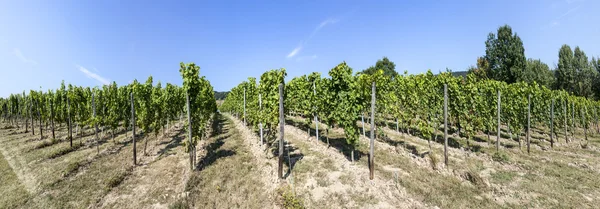 Uvas verdes em videira imediatamente antes da colheita — Fotografia de Stock