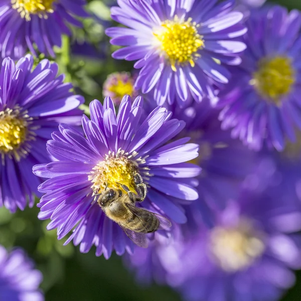 Violet autumn aster with bee searching for pollen — Stock Photo, Image