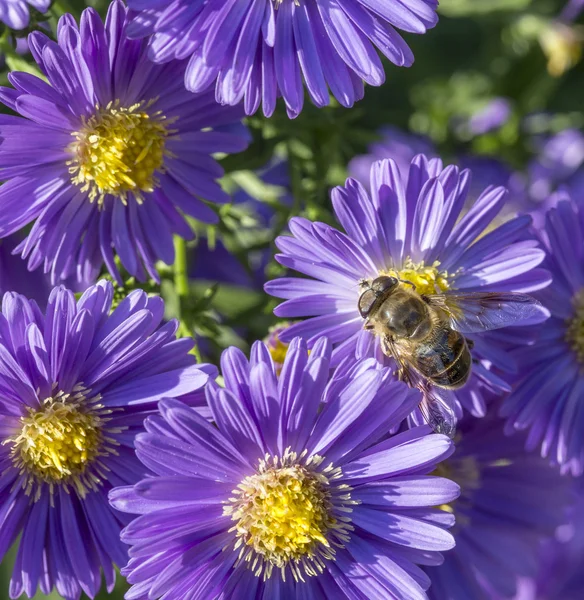 Violet autumn aster with bee searching for pollen — Stock Photo, Image