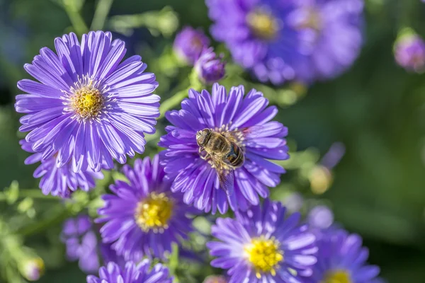 Violeta aster otoño con abeja en busca de polen —  Fotos de Stock
