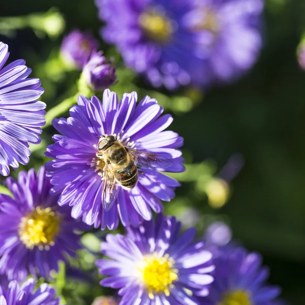 Violet autumn aster with bee — Stock Photo, Image