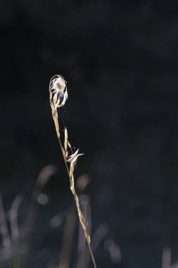 Arkaplanda örümcek ağı olan mısırın ayrıntıları