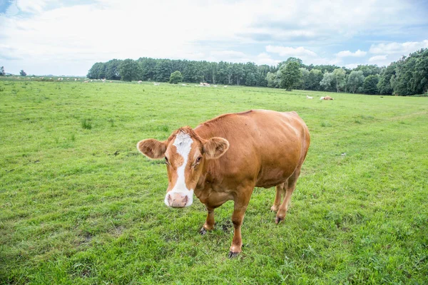 Vaca Pastando Prado Fresco Verde Usedom Alemanha — Fotografia de Stock