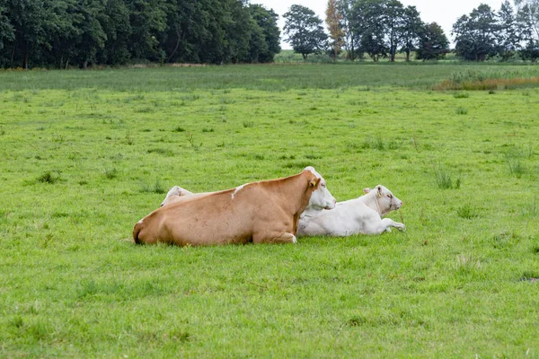 Vacas Pastando Prado Verde Fresco Usedom Alemanha — Fotografia de Stock