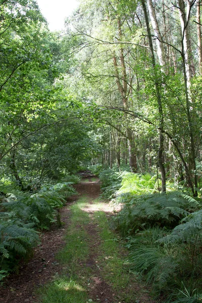 Scenic Wild Forest Baltic Sea Usedom Alemanha — Fotografia de Stock