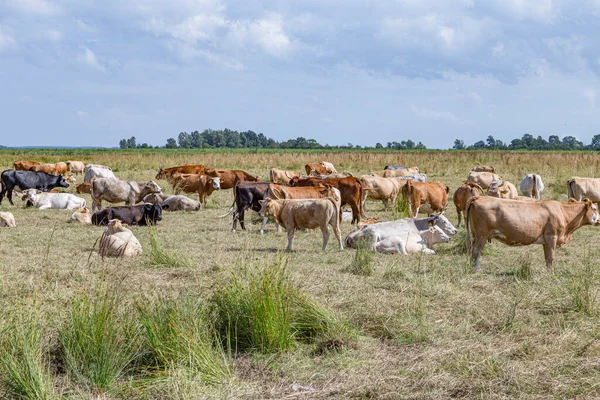 Cows Grazing Polder Area Usedom Germany — Stock Photo, Image