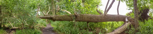 Lantligt Polderlandskap Vid Östersjön Usedom Tyskland — Stockfoto