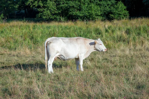 Vit Mjölkko Med Flugor Kroppsbete Ängen — Stockfoto