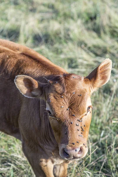 Young Cute Calf Mith Flies Grazing Meadow — Stock Photo, Image