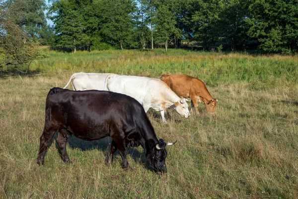 Vacas Blach Cor Marrom Branco Pastando Prado Com Grama Fresca — Fotografia de Stock