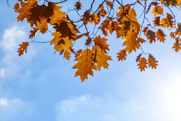 Folhas Cênicas Cores Indianas Verão Sob Céu Bvlue Wiesbaden Vale — Fotografia de Stock