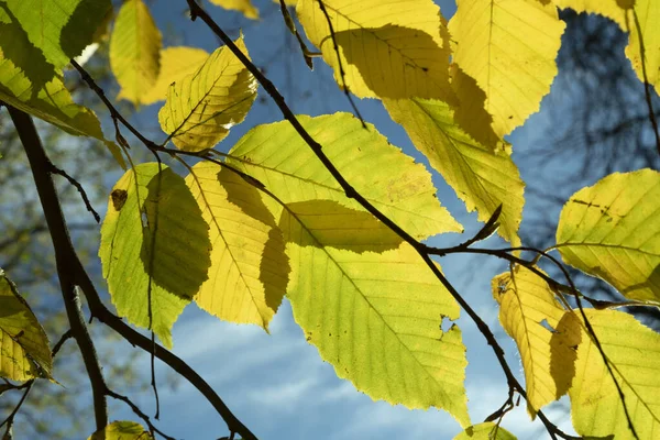 Harmonischer Hintergrund Der Blätter Indischen Sommerfarben — Stockfoto