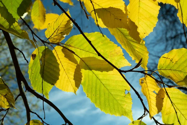 Harmonischer Hintergrund Der Blätter Indischen Sommerfarben — Stockfoto