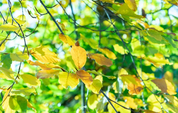 Fundo Harmônico Folhas Cores Indianas Verão — Fotografia de Stock