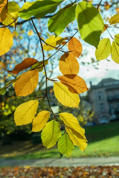 Harmonisk Bakgrund Blad Indiska Sommarfärger — Stockfoto