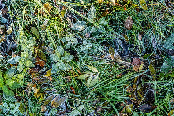 Ahenkli Sonbahar Havası Olarak Kırağı Kaplayan Parlak Yaprakların Ayrıntıları — Stok fotoğraf