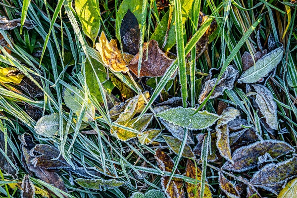 Szczegół Jasnych Liści Hoar Frost Jako Harmoniczne Jesienne Tło Nastroju — Zdjęcie stockowe