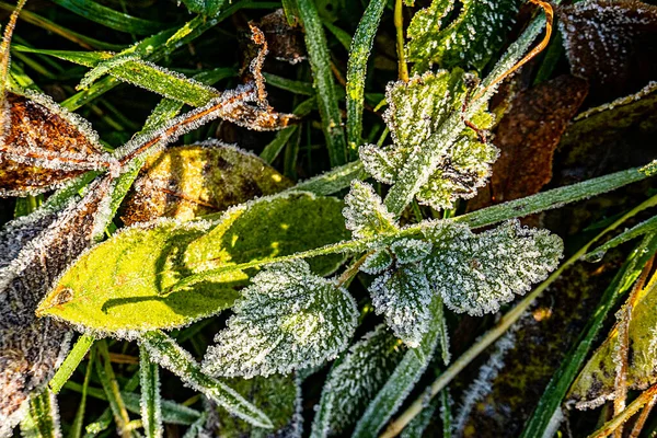 Detalj Ljusa Blad Hoar Frost Som Harmonisk Höst Humör Bakgrund — Stockfoto