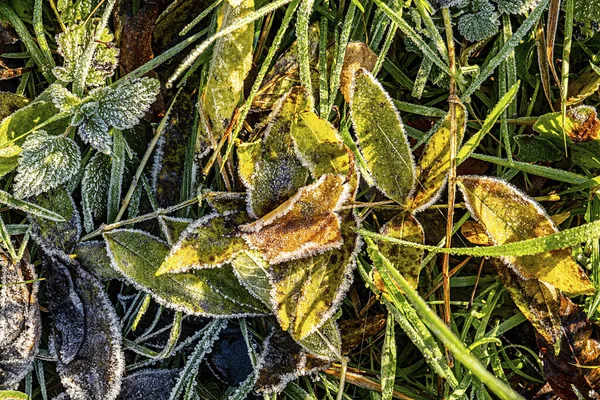 Szczegół Jasnych Liści Hoar Frost Jako Harmoniczne Jesienne Tło Nastroju — Zdjęcie stockowe