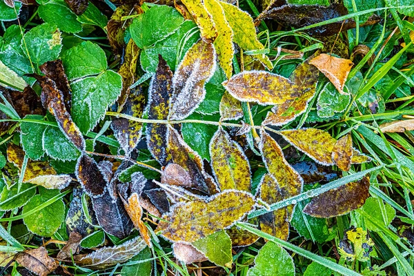 Detalj Ljusa Blad Hoar Frost Som Harmonisk Höst Humör Bakgrund — Stockfoto