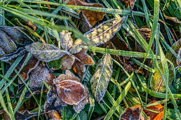 Szczegół Jasnych Liści Hoar Frost Jako Harmoniczne Jesienne Tło Nastroju — Zdjęcie stockowe