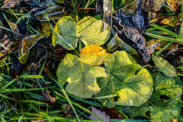 Détail Feuilles Lumineuses Dans Gel Saboté Comme Fond Harmonique Humeur — Photo