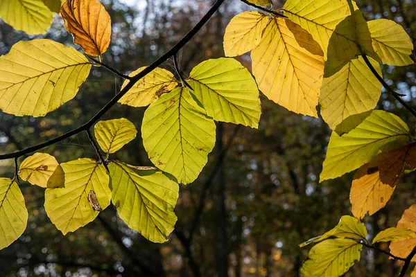 Detalj Blad Morgonen Ljus Den Vilda Skogen — Stockfoto