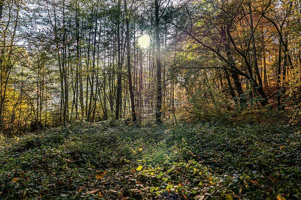 Luz Mañana Bosque Del Valle Nerón Wiesbaden Alemania Colores Pintorescos —  Fotos de Stock