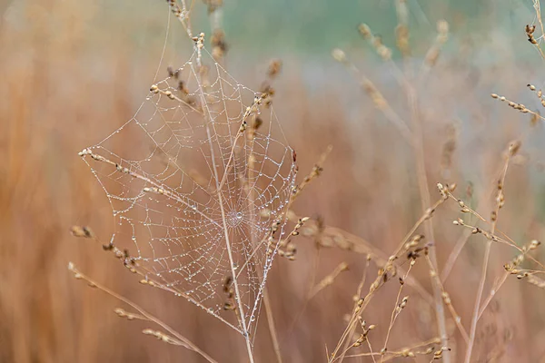 带水滴的雾蒙蒙的大蜘蛛网 — 图库照片