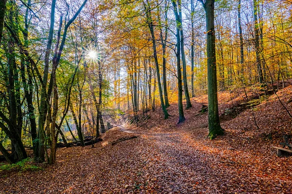 Luce Mattutina Nella Foresta Della Valle Del Nero Wiesbaden Germania — Foto Stock
