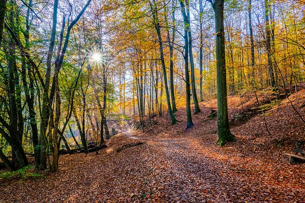 Wiesbaden Almanya Sındaki Nero Vadisi Ormanında Sabah Işığı Manzaralı Hint — Stok fotoğraf