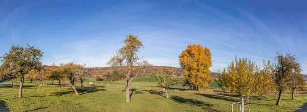 Malowniczy Krajobraz Sadów Jesienią Zbiorach — Zdjęcie stockowe